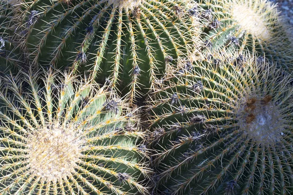 Golden Barrel Cacti — Stock Photo, Image