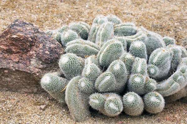 Cactus del deserto — Foto Stock