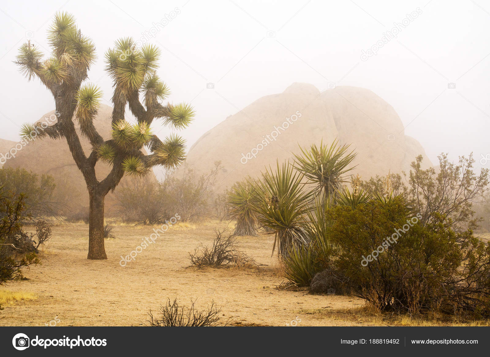 Flora y fauna del desierto fotos de stock, imágenes de Flora y fauna del  desierto sin royalties | Depositphotos