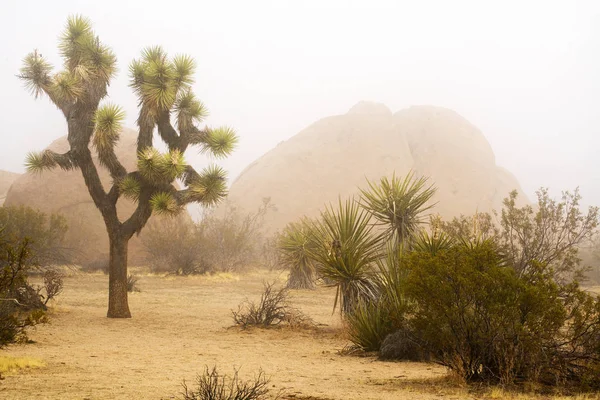 Dzień wiosny mglisty Joshua Tree National Park — Zdjęcie stockowe