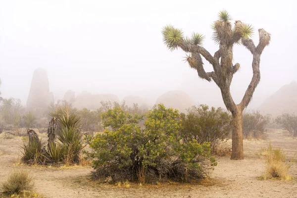 День Туманний весни в Національний парк Джошуа дерева — стокове фото