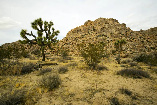 Jarní den v Joshua Tree National Park — Stock fotografie