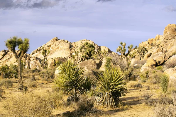 Ziua Primăverii în Parcul Național Joshua Tree — Fotografie, imagine de stoc