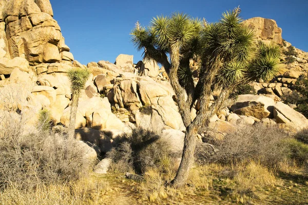 Jarní den v Joshua Tree National Park — Stock fotografie