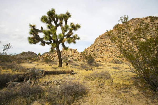 Mojave Wüste Joschua-Baum — Stockfoto