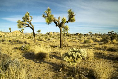 Gün Joshua Tree National Park, Bahar