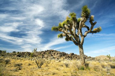 Mojave Çölü Maltepe