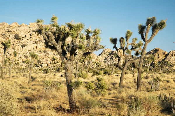 Spring Day at Joshua Tree National Park — Stock Photo, Image