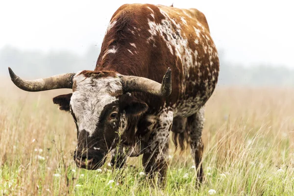 Longhorn Bull — Stock Photo, Image