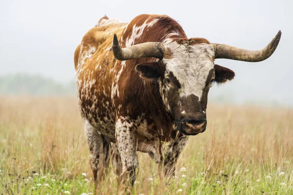 Touro de Longhorn — Fotografia de Stock