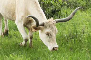 Texas Longhorn Marble Falls yakınındaki tepenin ülkede