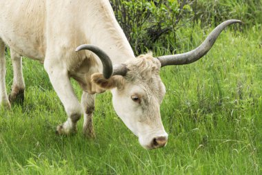 Texas Longhorn in the Hill Country near Marble Falls clipart
