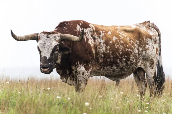 Longhorn Bull — Stockfoto