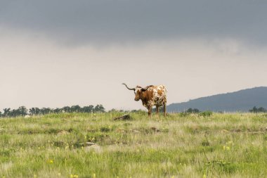 Texas Longhorn 