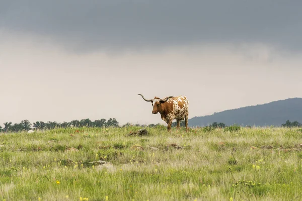 Texas Longhorn — Stockfoto