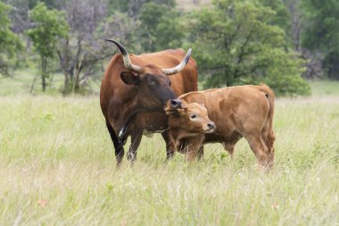 Texas Longhorn 