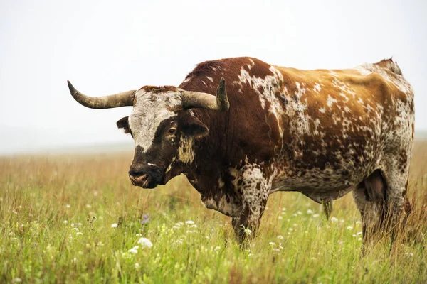 Longhorn Bull — Stock Photo, Image