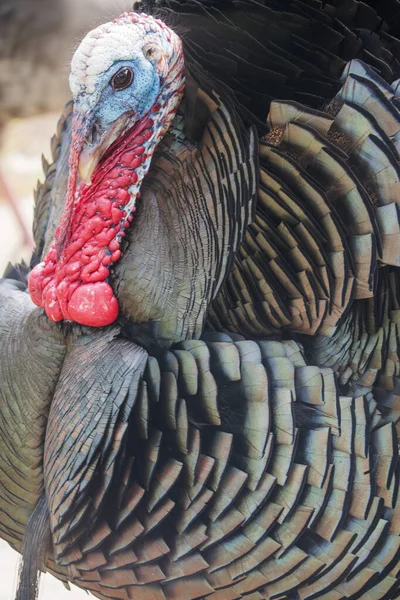 Vahşi Rio Grande Türkiye
