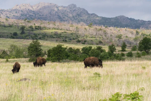 Bisons im wichita-Gebirge Stockbild