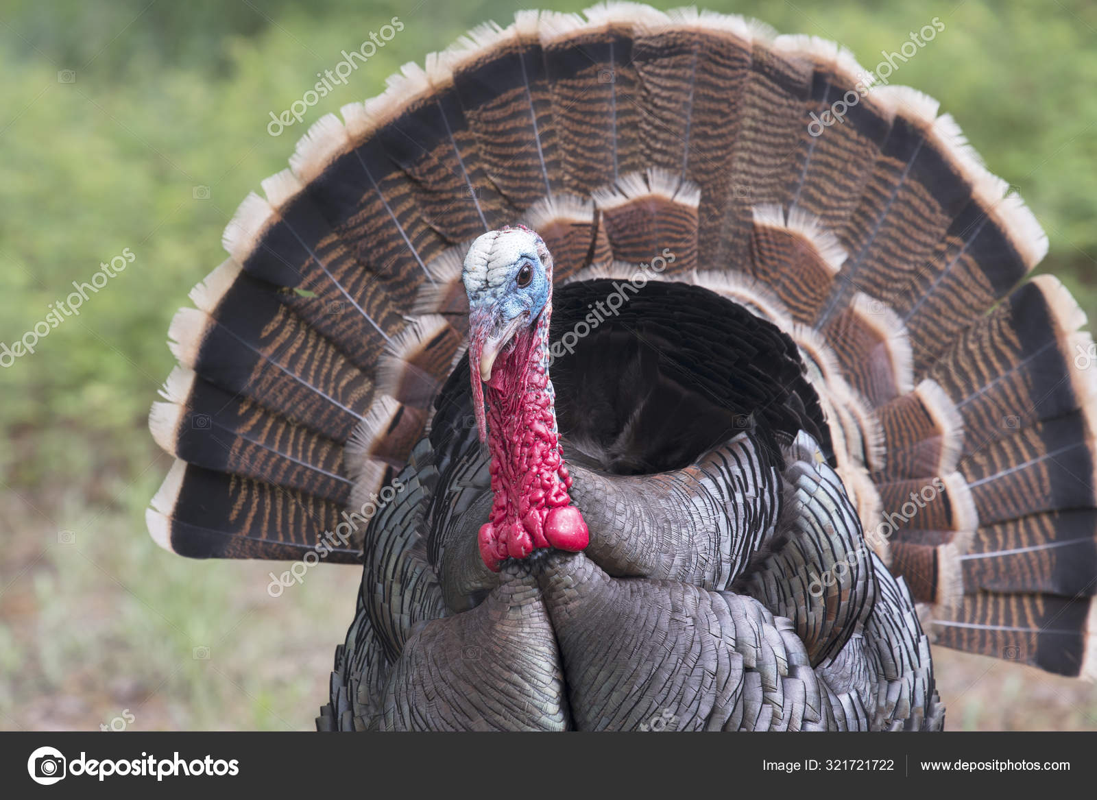 Fotos De Rio Grande Wild Turkey Imagenes De Rio Grande Wild Turkey Descargar Depositphotos