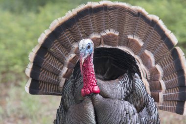 Vahşi Rio Grande Türkiye