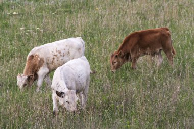 Texas longhorn sığır