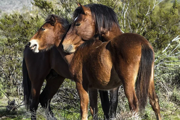 Wildpferde im Salzfluss — Stockfoto