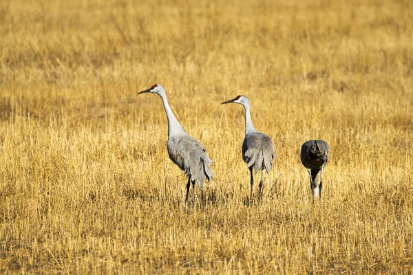 Sandhügelkräne im bosque del apache Naturschutzgebiet — Stockfoto