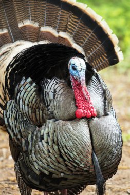 Vahşi Rio Grande Türkiye
