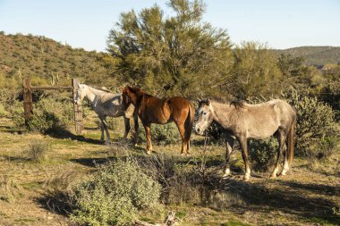 tuz Nehir yaban atları