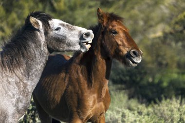 tuz Nehir yaban atları