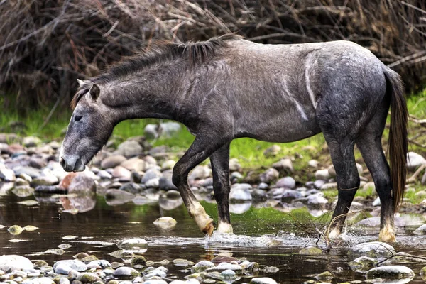 Wildpferde im Salzfluss — Stockfoto