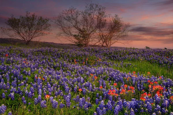 Bluebonnet fylld äng nära Ennis, Texas — Stockfoto