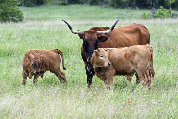 Texas dlouhorohý dobytek — Stock fotografie