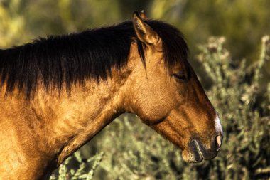tuz Nehir yaban atları