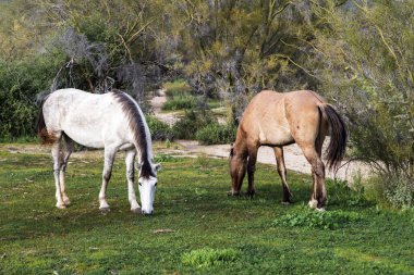 tuz Nehir yaban atları