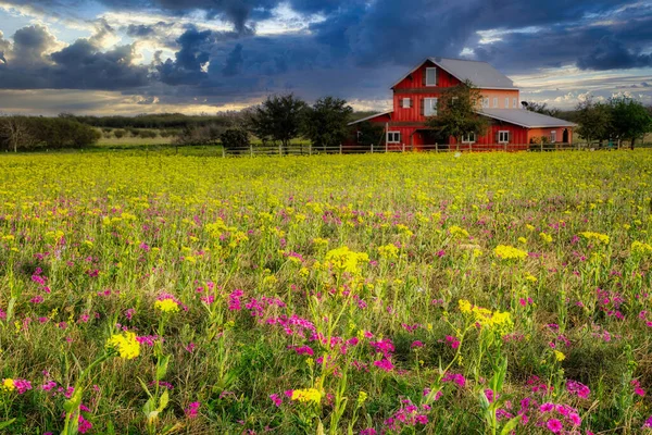 Wildblumen Auf Einer Ranch Texas Bei San Antonio — Stockfoto