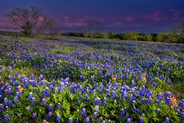 Bluebonnets Een Ranch Texas Hill Country — Stockfoto