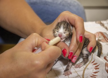 feeding newborn kitten clipart