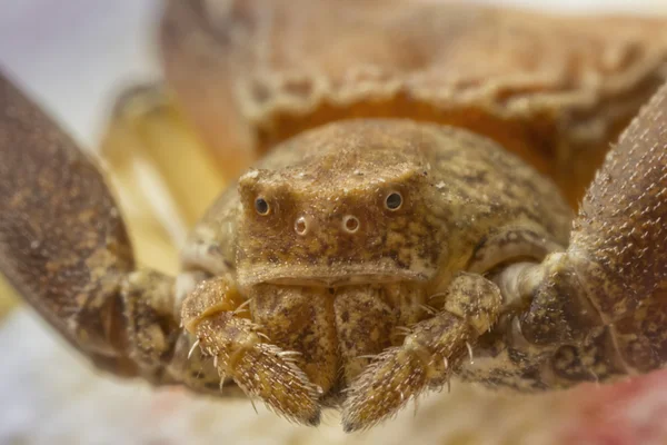 Incrível cabeça de aranha — Fotografia de Stock