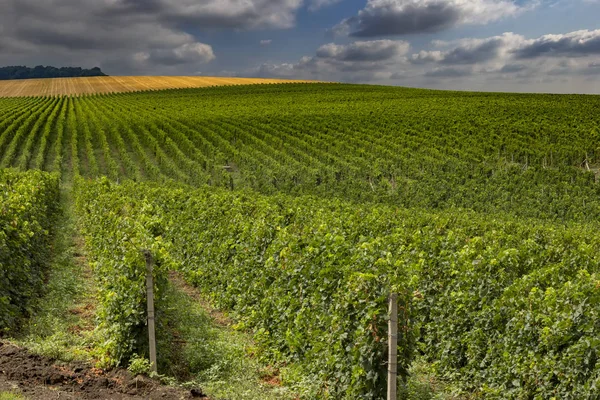 beautiful green vineyard