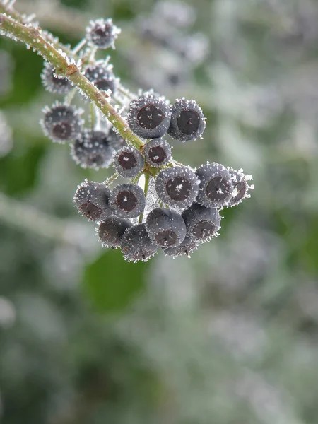 Planta sob o gelo — Fotografia de Stock