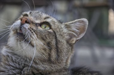 Şirin kedi portresi 
