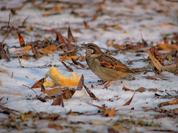 Hladová roztomilý sparrow — Stock fotografie
