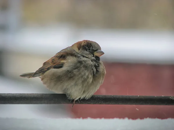 Jeden roztomilý sparrow — Stock fotografie