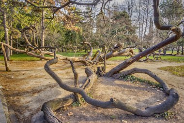Eski eğri ağaç Parkı 