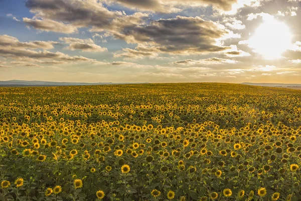 Campo di girasoli fioriti — Foto Stock