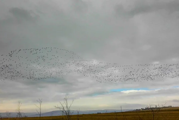 Flock of flying birds. — Stock Photo, Image