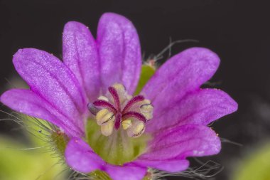 güzel narin çiçek 