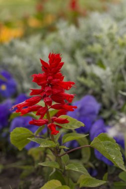Ateş çiçeği Çiçek bahçesinde